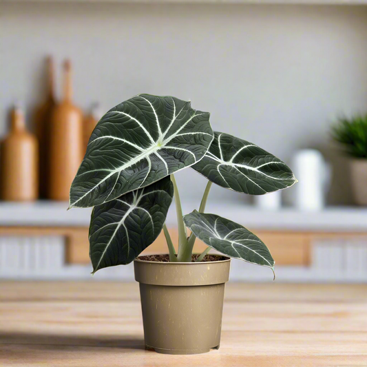 Alocasia Reginula Black Velvet - Rare Indoor House Plant - نبات داخلي