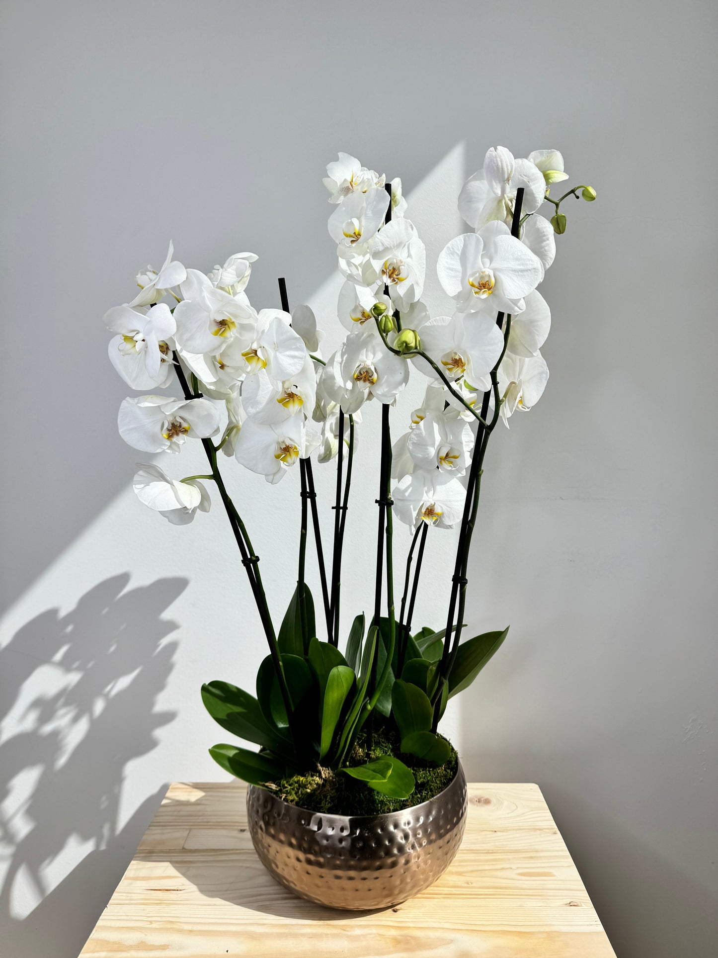 White Orchid Plant Bunch in Rose Gold Metal Pot - نبات الأوركيد - Phalaenopsis