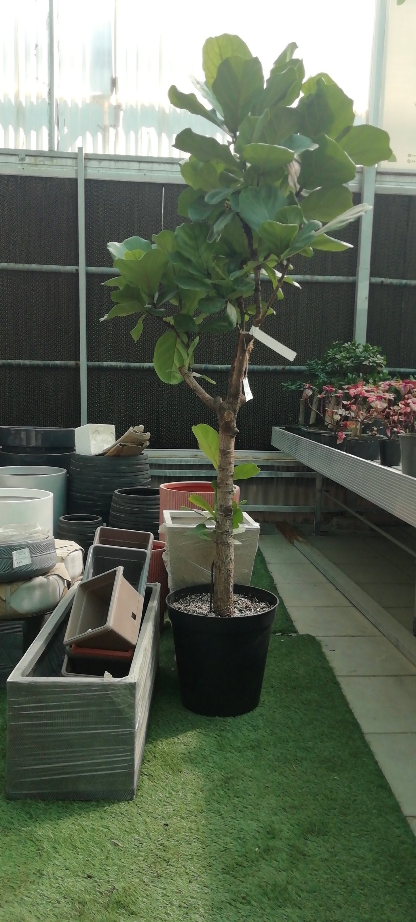 Ficus Lyrata - Fiddle Fig Leaf Plant - Indoor House Plant - نبات داخلي