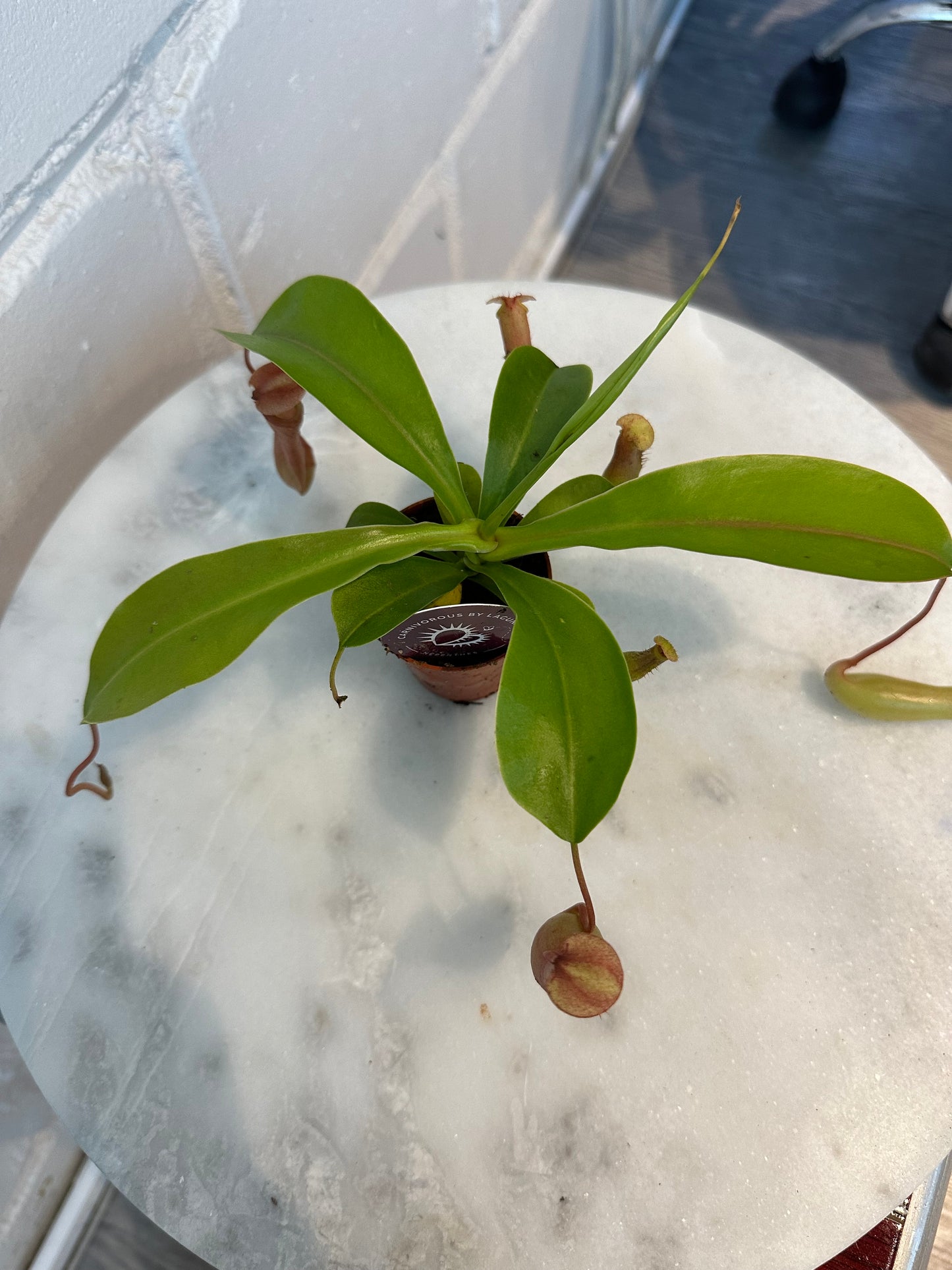 Nepenthes - Carnivorous Plant - Insect Eating Plant - Indoor Plant