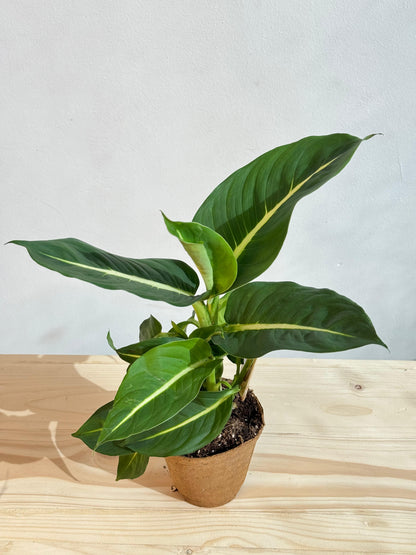Dieffenbachia Green Magic - Dumb Cane - Indoor House Plant - نبات داخلي