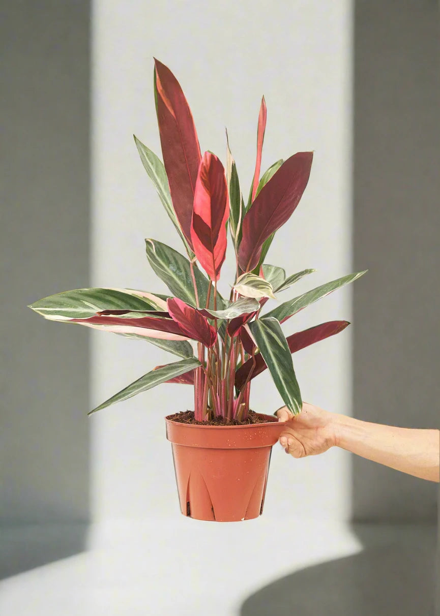 Calathea Triostar (Stromanthe Triostar) indoor house plant with vibrant tricolored leaves in shades of green, pink, and cream.