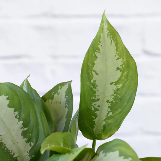 Aglaonema Pattaya Beauty - Indoor Plant - نبات داخلي