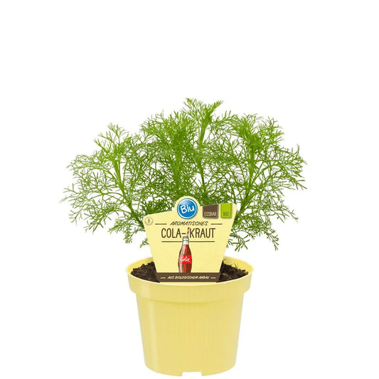 Organic Cola Herb Plant - Artemisia Abrotanum Maritima - نبات الكولا