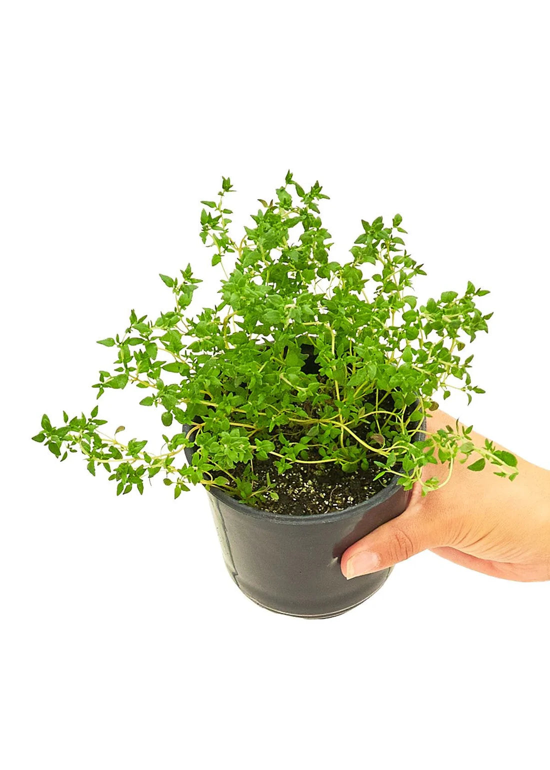 Organic Compact Common Thyme Plant - نبات الزعتر