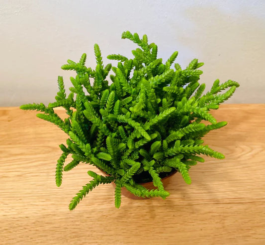 Crassula Lucopoides - Succulent Plant