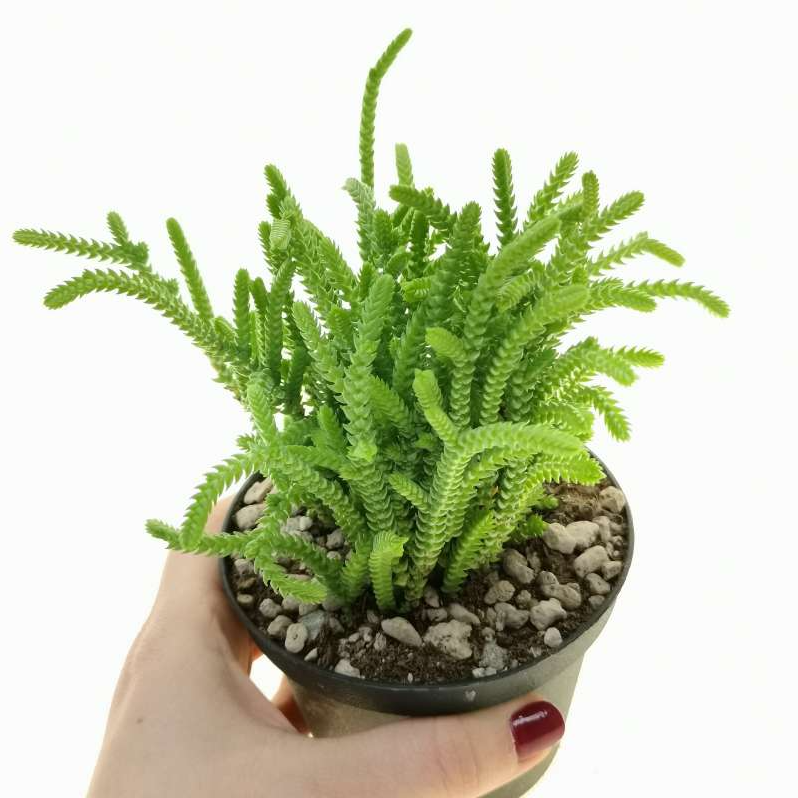 Crassula Muscosa - Succulent Plant - Indoor House Plant - نبات داخلي