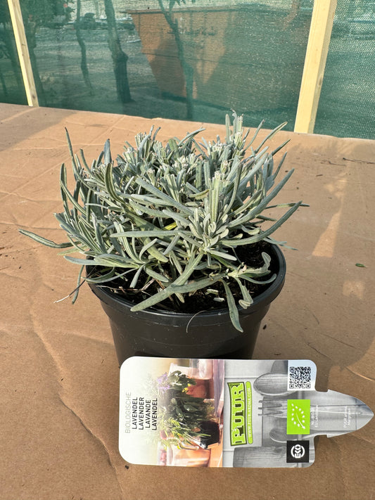 Organic Lavender Plant - Lavandula intermedia Vera - نبات لافندر