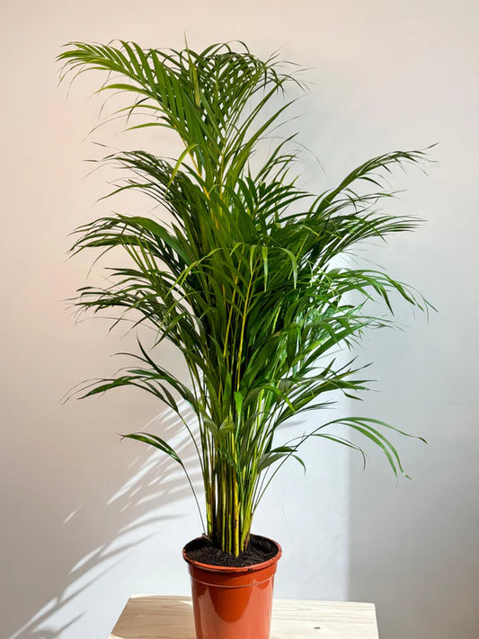 Areca Palm - Dypsis Lutescens - Indoor House Plant