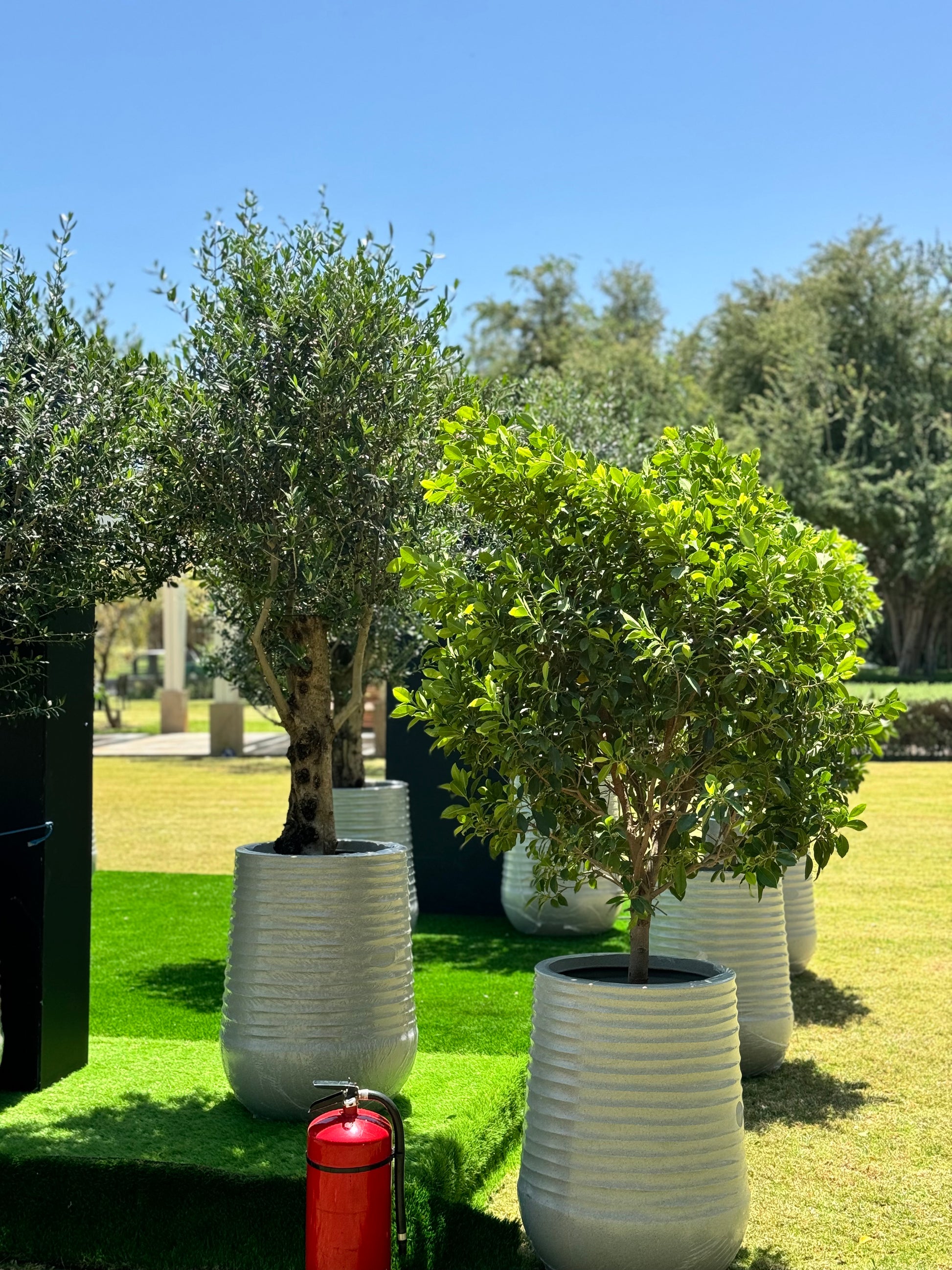 Ficus Nitida Tree - White Fiber Pot Edition - Natural Live Plants for sale in Kuwait