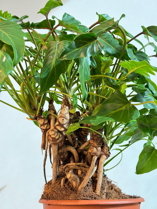 Philodendron Xanadu - Indoor House Plant - نبات داخلي