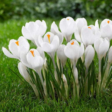 Crocus Jeanne d'Arc - Flower Bulb - كروكوس جان دارك