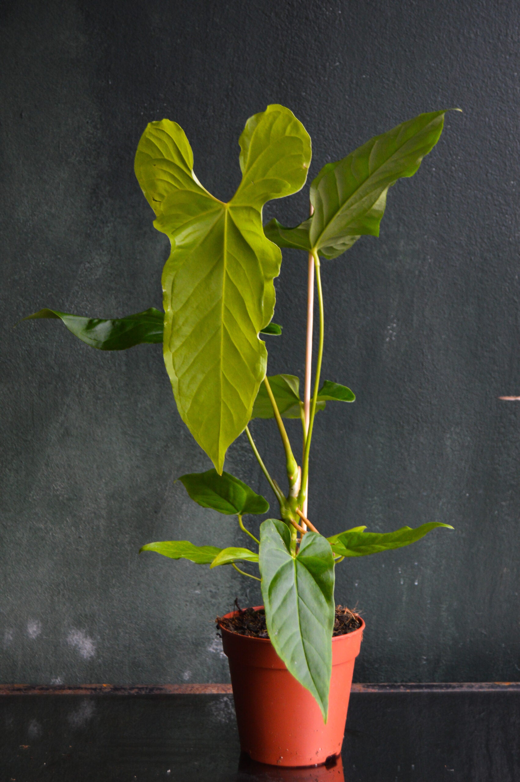 Anthurium Balaoan...
