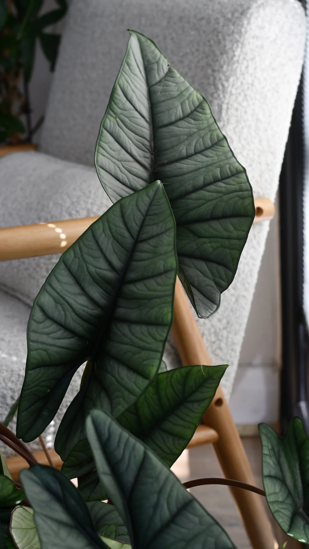 Alocasia Platinum - Rare Indoor House Plant - نبات داخلي