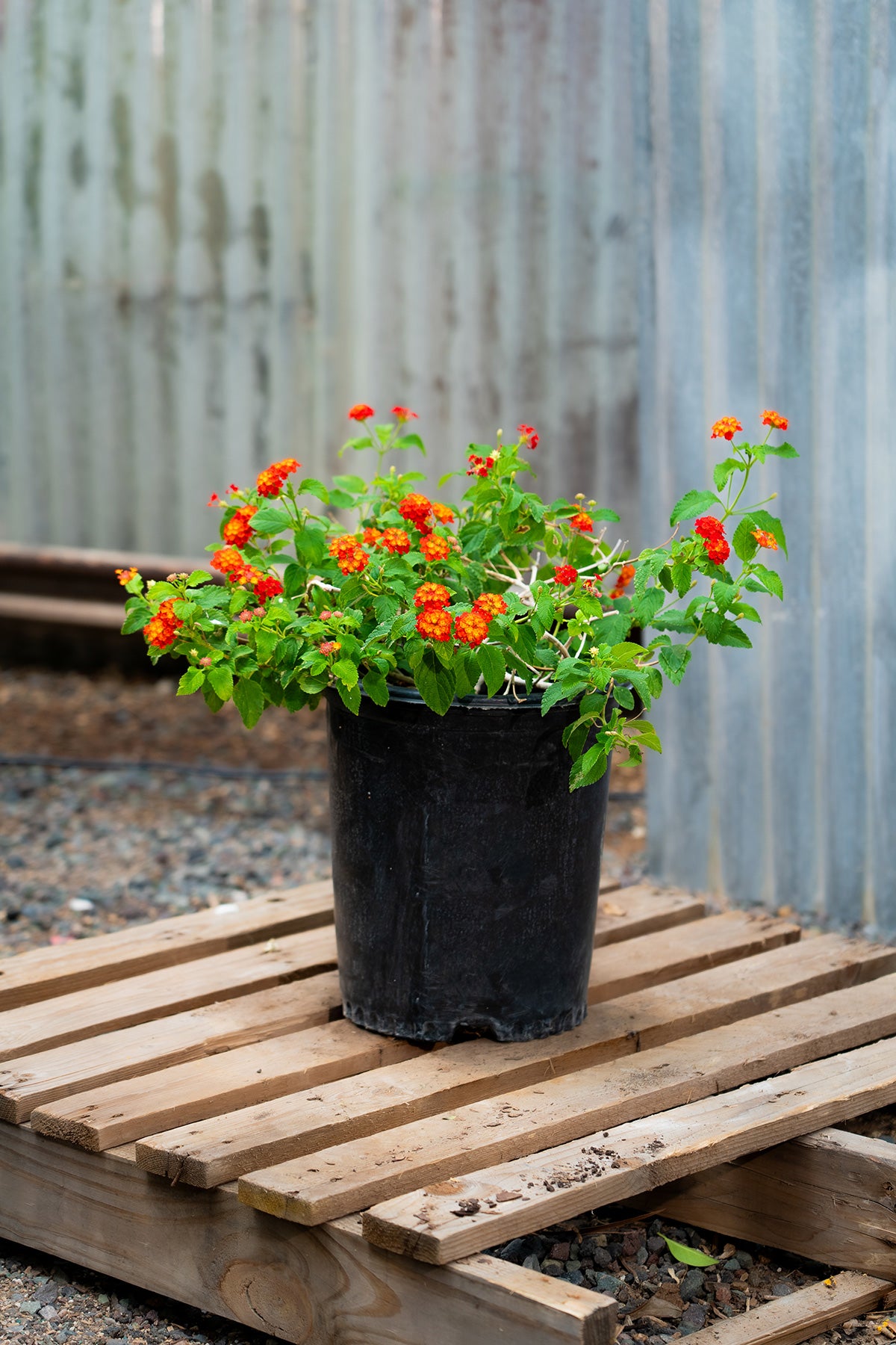 https://plantnpot.com › products › lantana-plant
