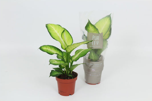 Dieffenbachia Summer Style - Dumb Cane - Indoor House Plant - نبات داخلي