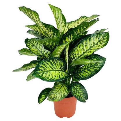 Dieffenbachia Seguine Maroba - Indoor House Plant - نبات داخلي