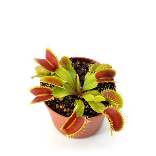 Carnivorous Venus Flytrap plant in Kuwait