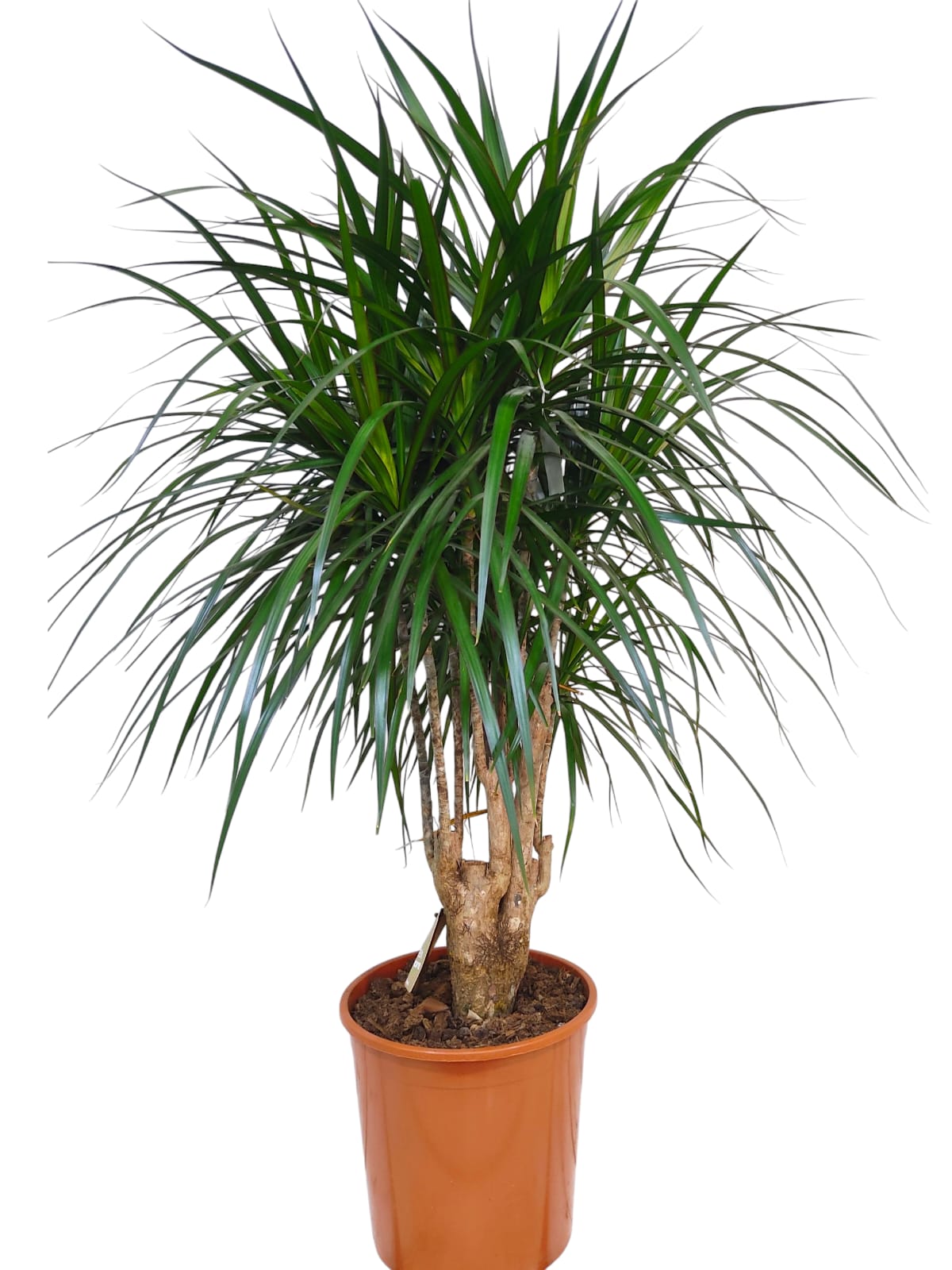 Dracaena Marginata 80cm - Indoor Plants - نبات داخلي - دراسينا
