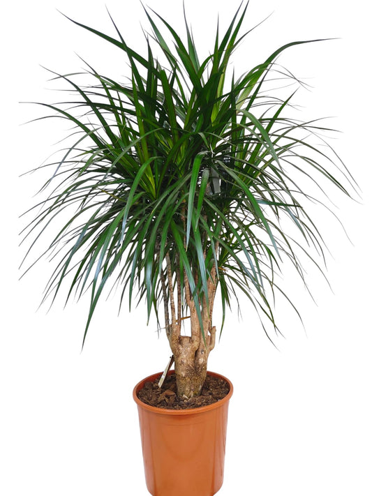 Dracaena Marginata 80cm - Indoor Plants - نبات داخلي - دراسينا