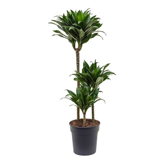 Dracaena fragrans Compacta - Multi Stem - Indoor Plants - النباتات الداخلية