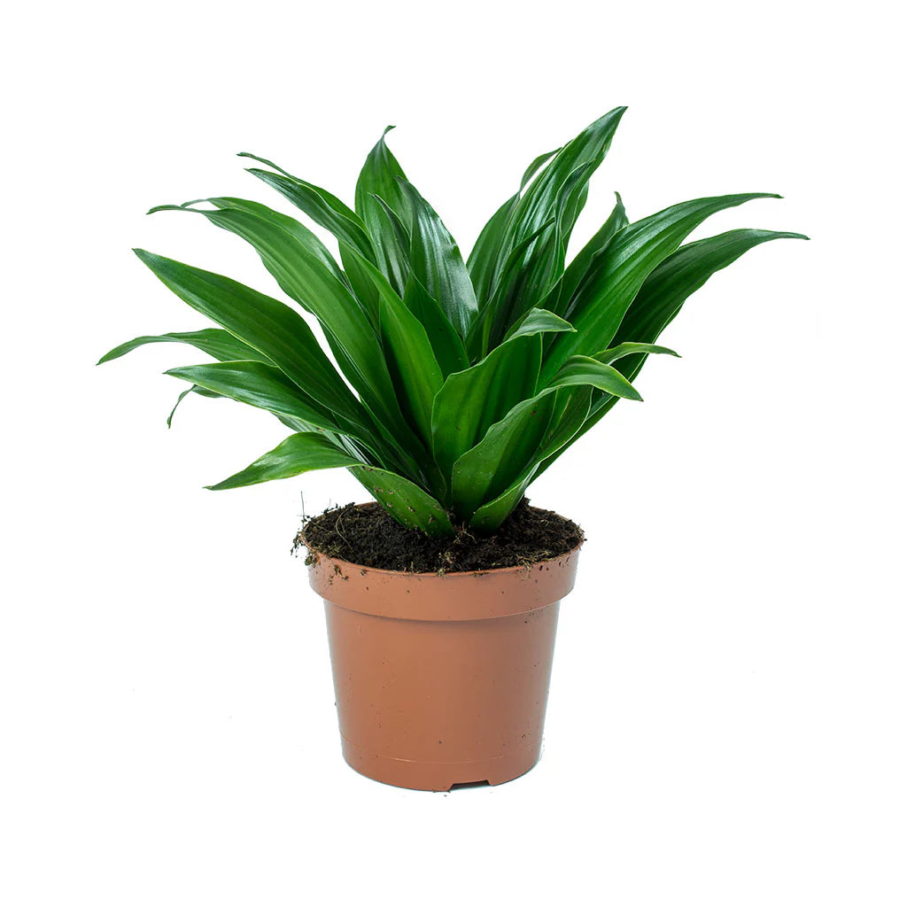 Dracaena Fragrans...