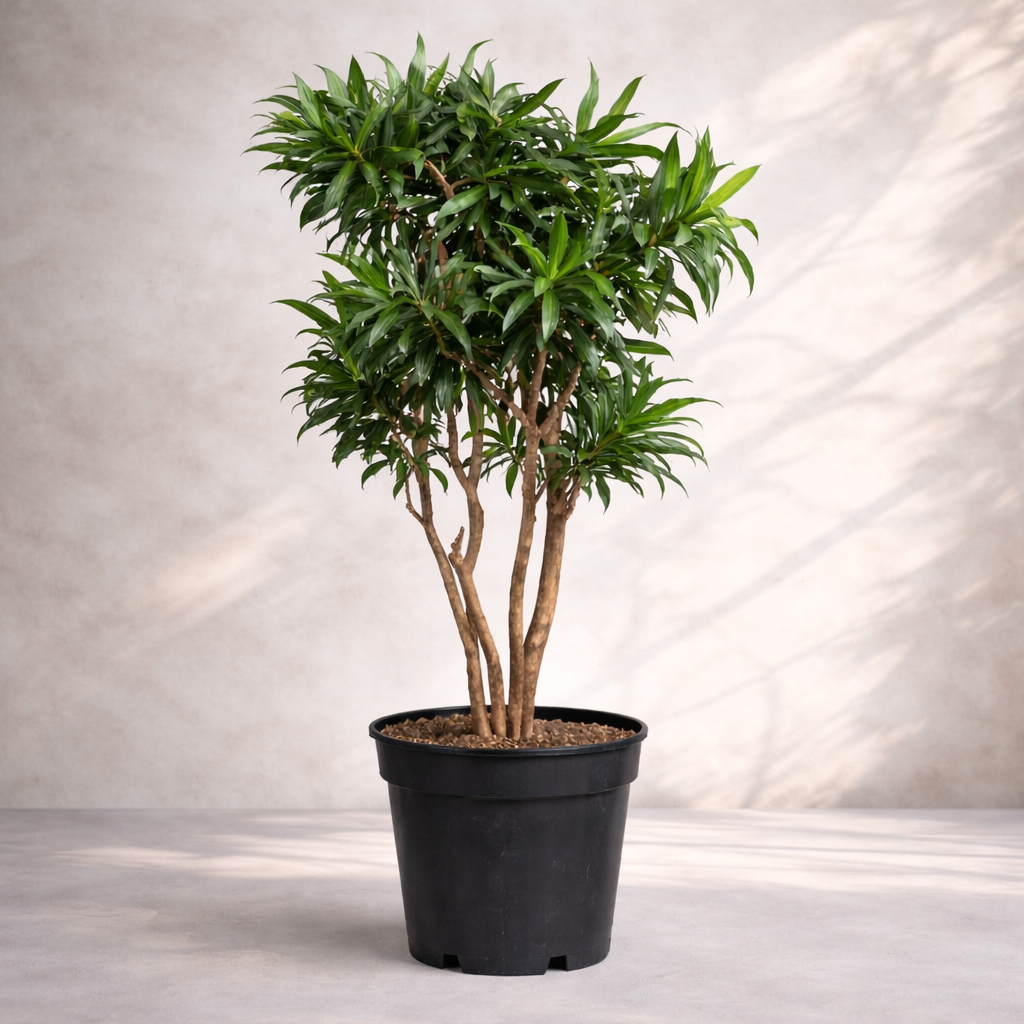 Dracaena Reflexa ...