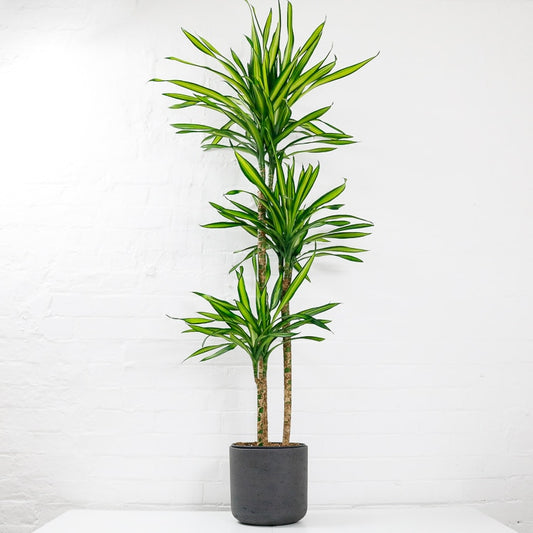 Dracaena Riki Plant