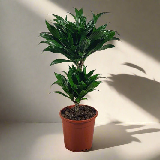 Dracaena Compacta 60cm - Indoor House Plant - نبات داخلي - دراسينا