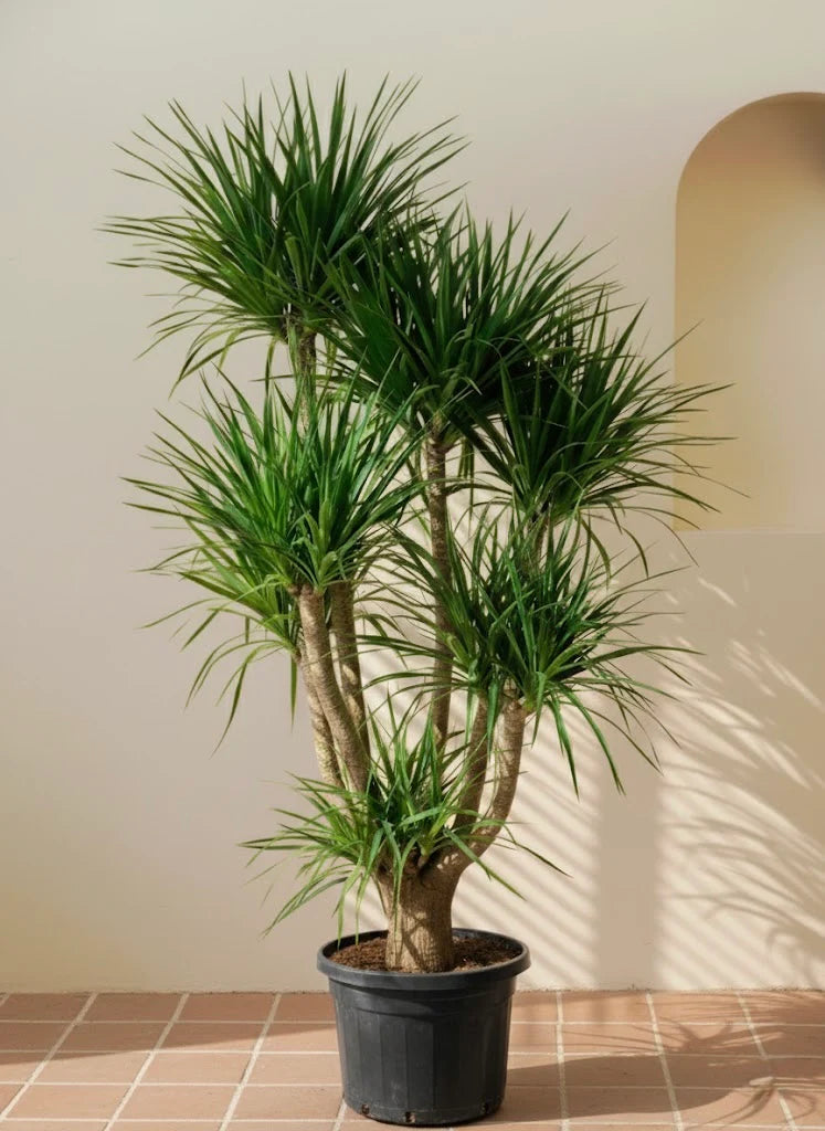 Dracaena Draco - ...