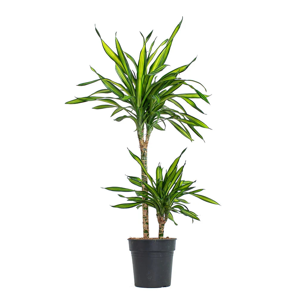 Dracaena Riki - Indoor House Plant - نبات داخلي - دراسينا