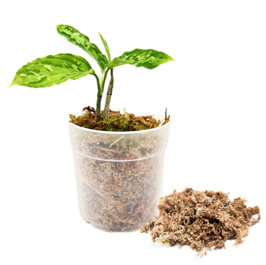 Dried Natural Sphagnum Moss- 500 grams