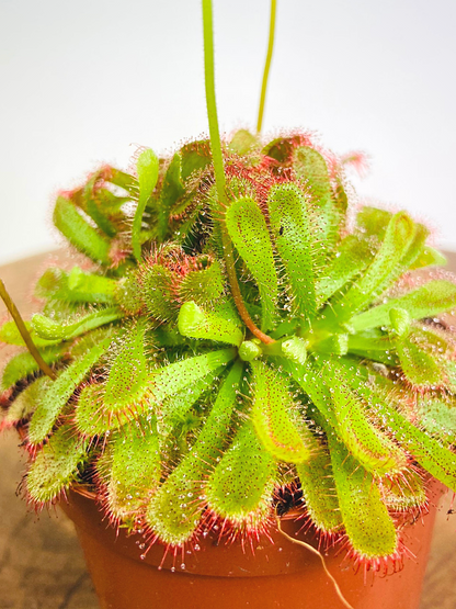 Drosera Aliciae