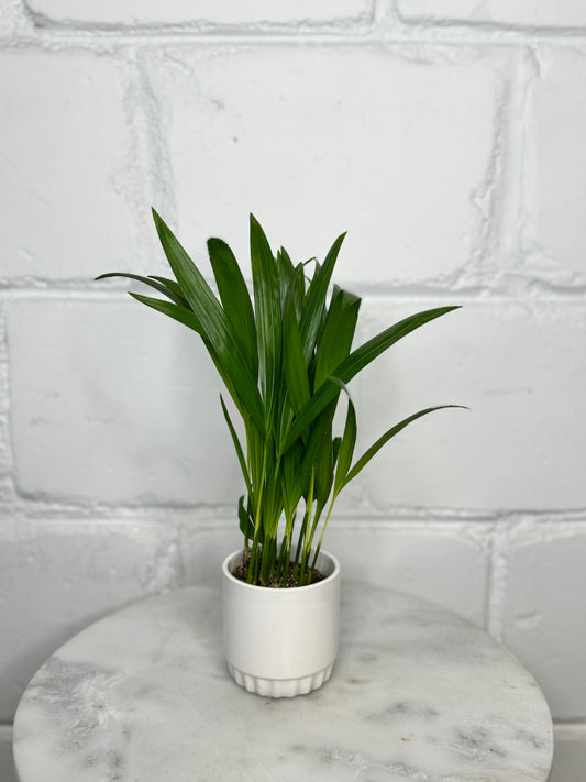 Areca Tiny Palm - Dypsis Lutescens - Indoor House Plant - نبات داخلي