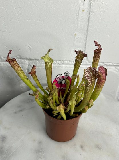 Sarracenia Plant - Insect Eating Plant - Indoor Carnivorous Plant