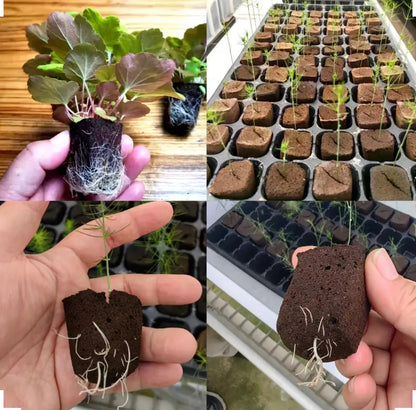Seed Germination Cubes - Seeding Hydroponic / Soil Sponge - Pack of 10pcs