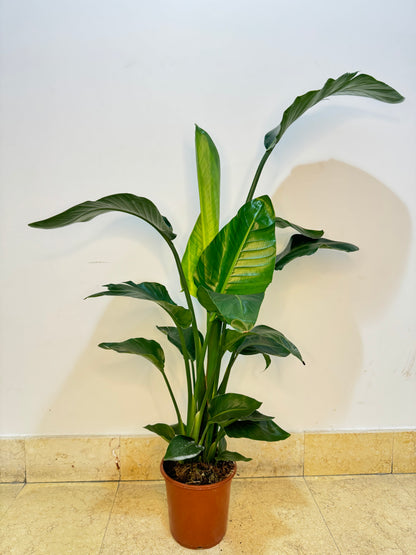 Strelitzia Nicolai 120cm - Bird of Paradise Plant - Indoor House Plant - نبات داخلي