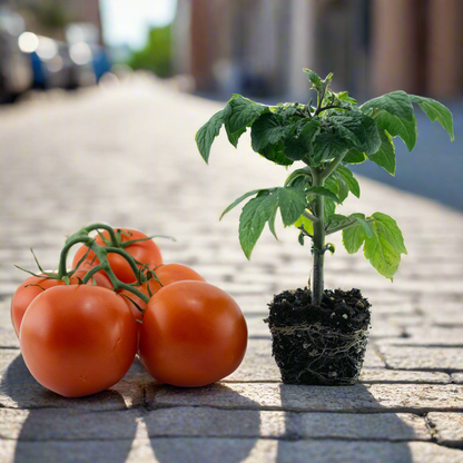 Tomato Plant - Multi Steam