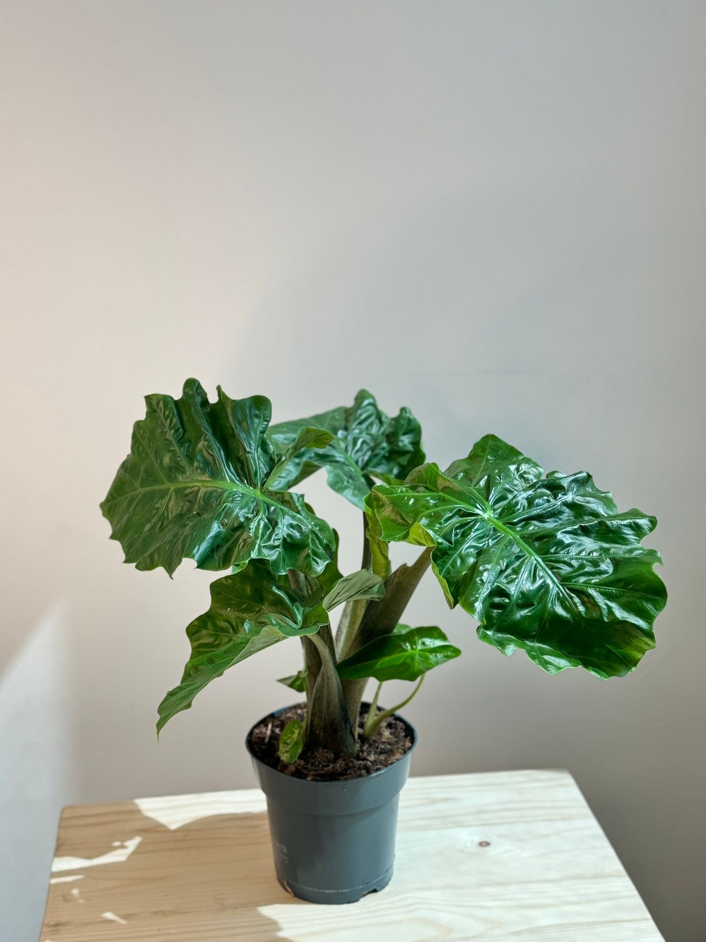 Alocasia Low Ride - Rare Indoor House Plant - نبات داخلي