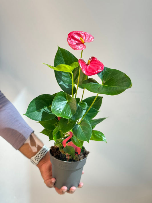 Anthurium Pink - Indoor Flowering  House Plant - نبات داخلي