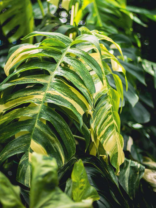 Epipremnum Pinnatum Aurea Variegata - Rare Indoor Plant - نبات داخلي