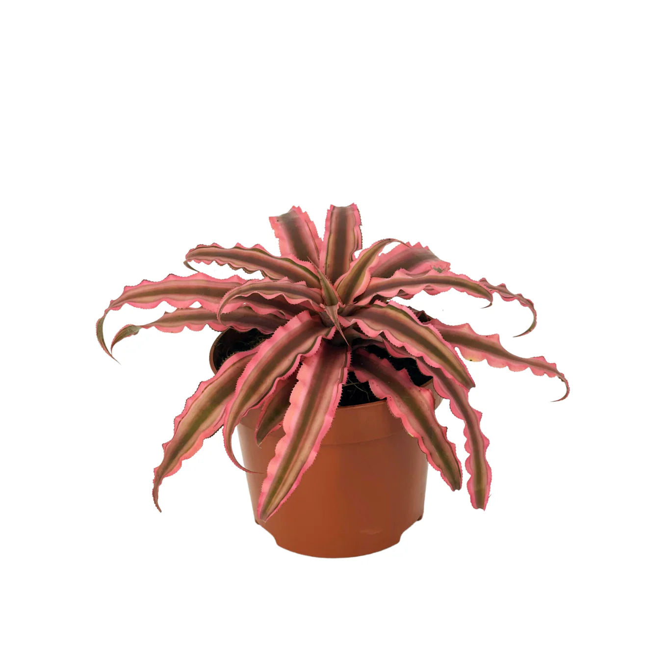 Monstera Burle Marx Flame