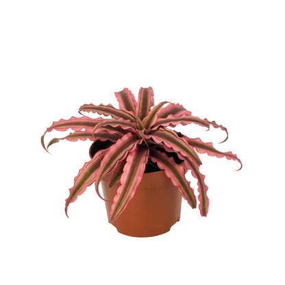 Monstera Burle Marx Flame