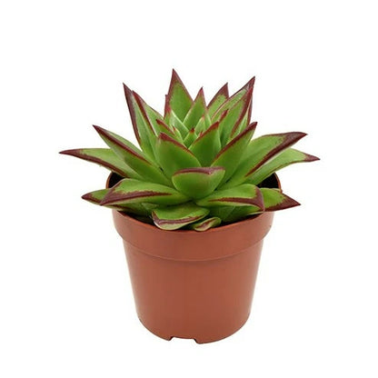 Echeveria Agavoides - Indoor Succulent Plant