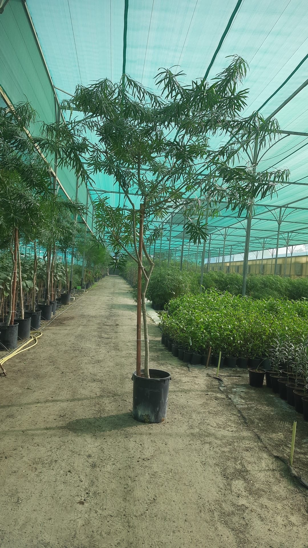 Thevetia Peruviana Tree - شجرة التيفيتيا