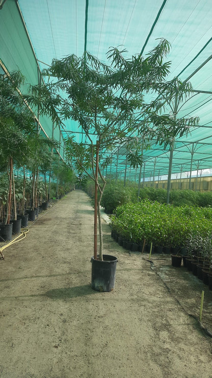 Thevetia Peruviana Tree - شجرة التيفيتيا