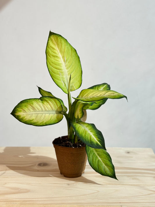 Dieffenbachia Summer Style - Dumb Cane - Indoor House Plant - نبات داخلي