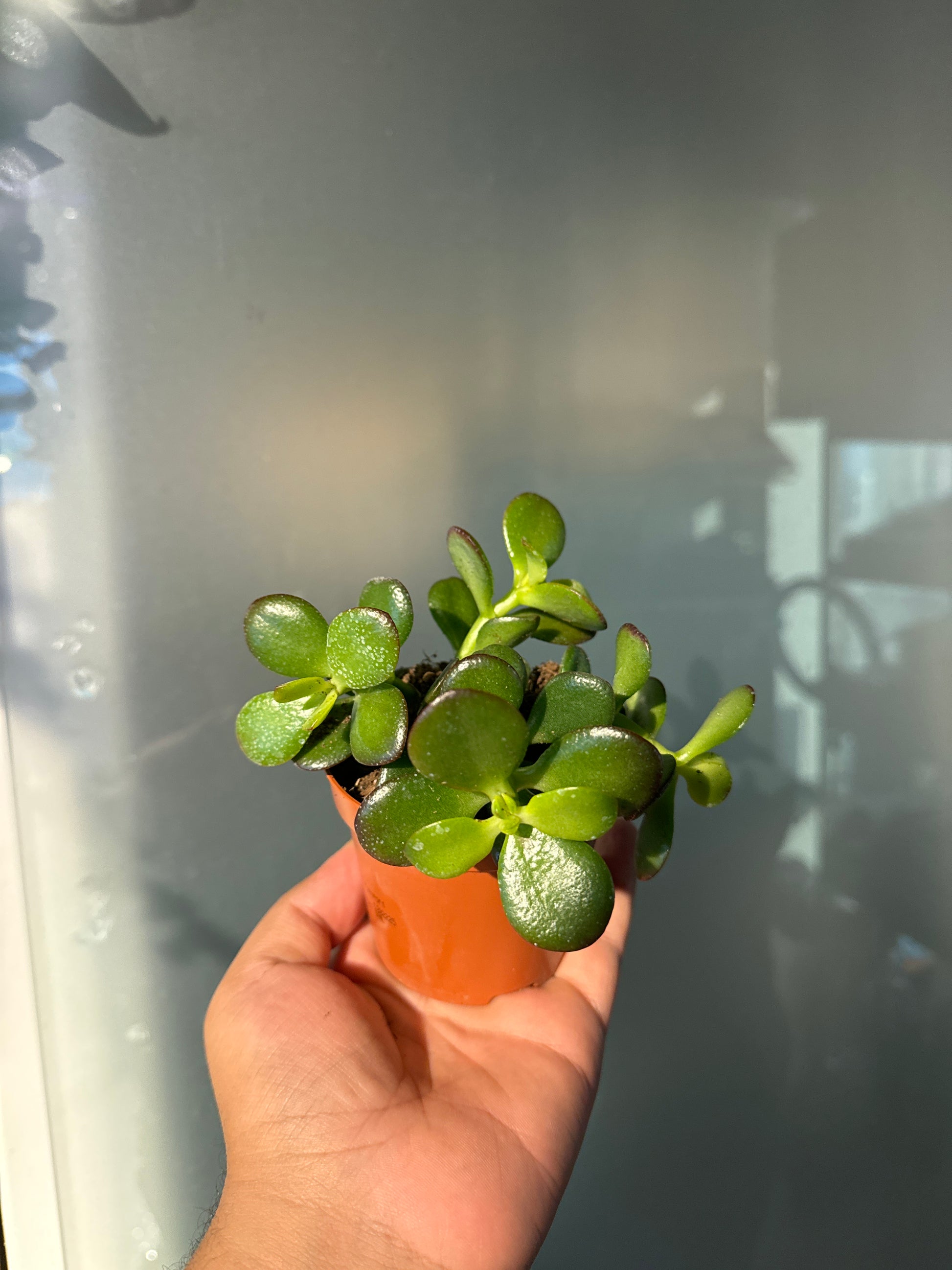 Crassula Minor - Jade Plant