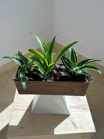 Dracaena Arrangement