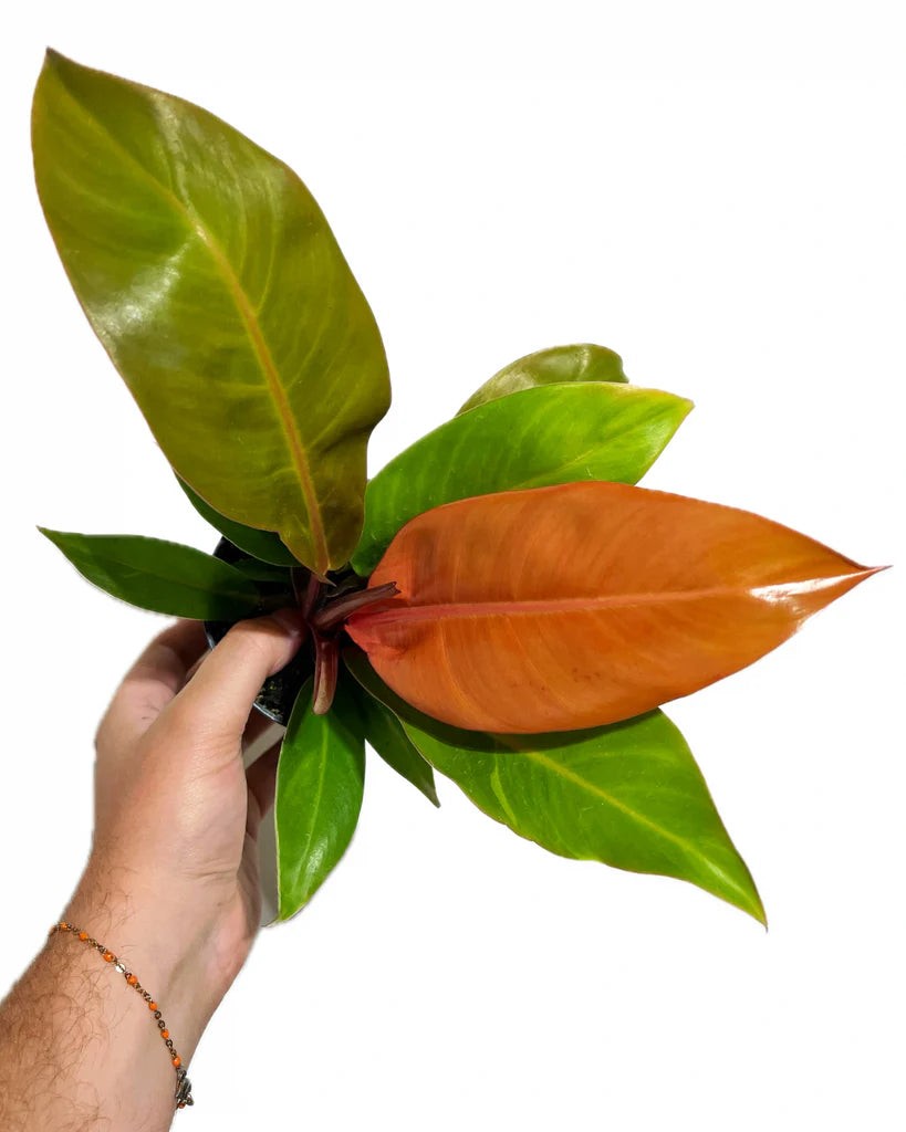 Philodendron Prin...